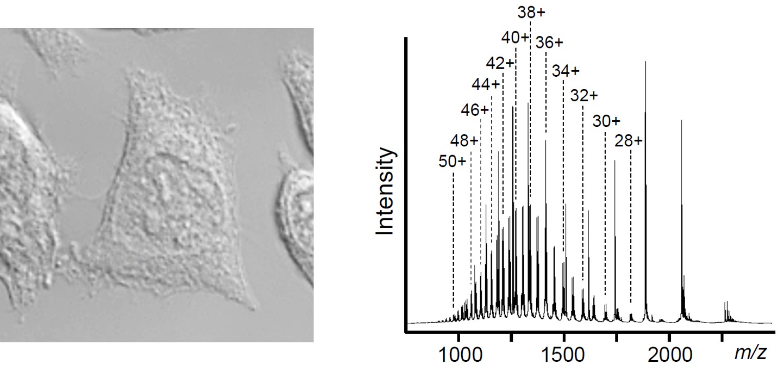 FIG_1